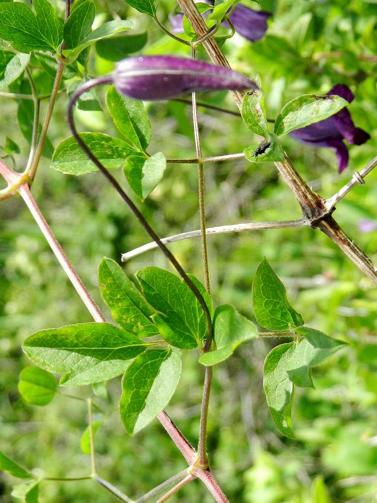 Lido di Venezia: Clematis viticella